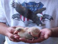 Naples Dove Release