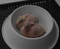 Fort Myers Dove Release