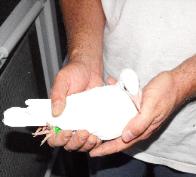 Cape Coral Wedding Doves