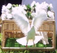 Bonita Beach Dove Release