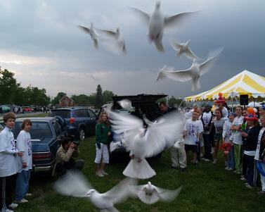 Lee County dove release