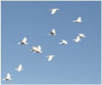 Lee County Dove Release